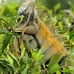 iguana_spinytailed_black_gua_v_0050_ecu0050.jpg